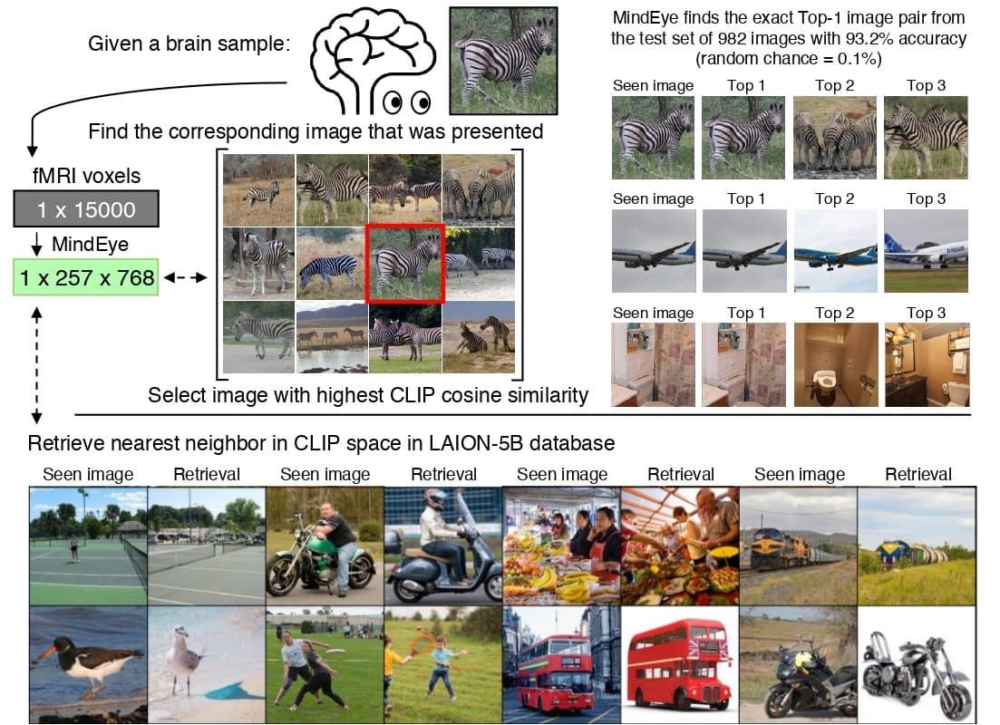 MindEye image retrieval. Given a pool of candidate images, the nearest neighbor search in CLIP space enables searching for the original image based on brain activity.